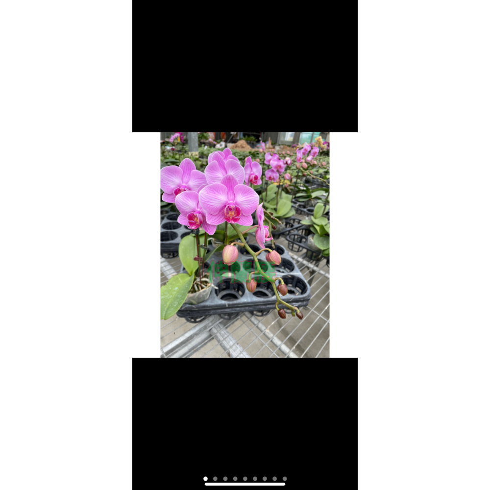 粉鑽（3.5吋蝴蝶蘭成熟植株）-規格圖2