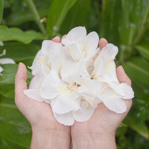 【禾乃川】台灣風味 野薑花甘酒-小村遠遠 × 禾乃川甘酒(非酒精性飲品)-細節圖2