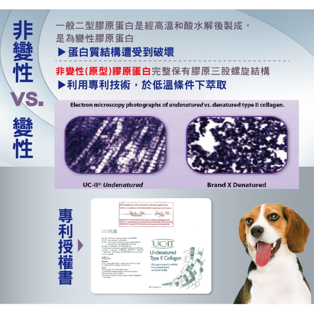 沛茲寵物【樂倍多 Lapeto UC-II 非變性二型膠原蛋白】UCII 膠原蛋白 關節 台灣 狗 保健品-細節圖5