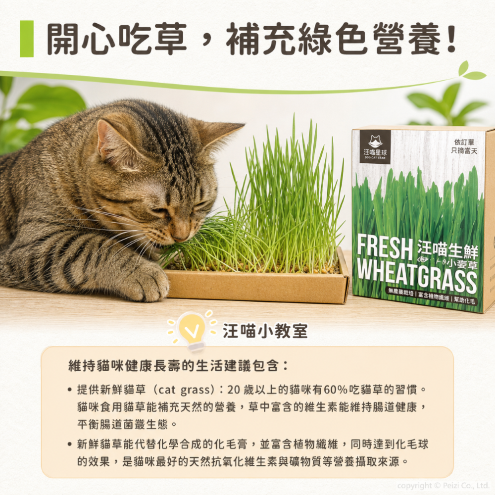 沛茲寵物【汪喵星球 DogCatStar 貓咪生菜】小麥草 貓草 貓薄荷 貓零食 貓 零食-細節圖6