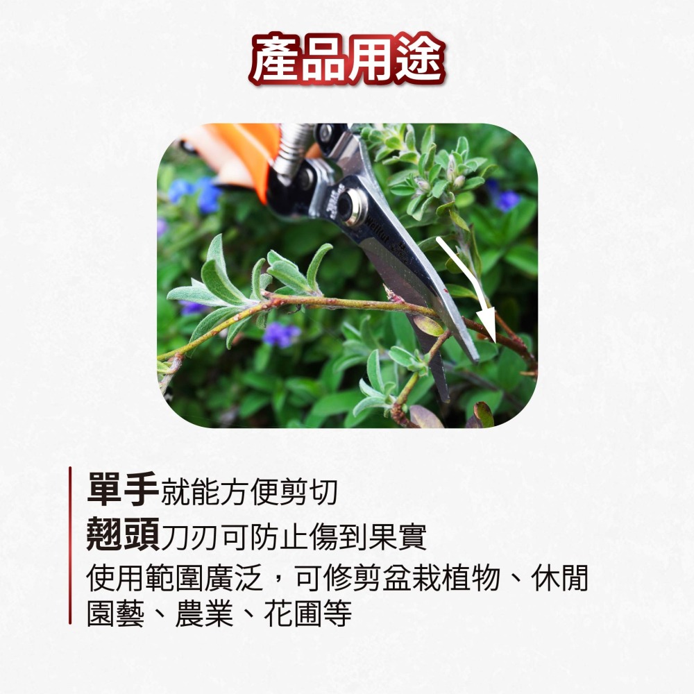 台灣製園藝剪刀 長刃芽切剪 花藝修枝剪 不鏽鋼蔬果採收剪刀 盆栽剪枝剪 園藝工具 省力防滑 翹頭剪刀 AXL購物-細節圖4