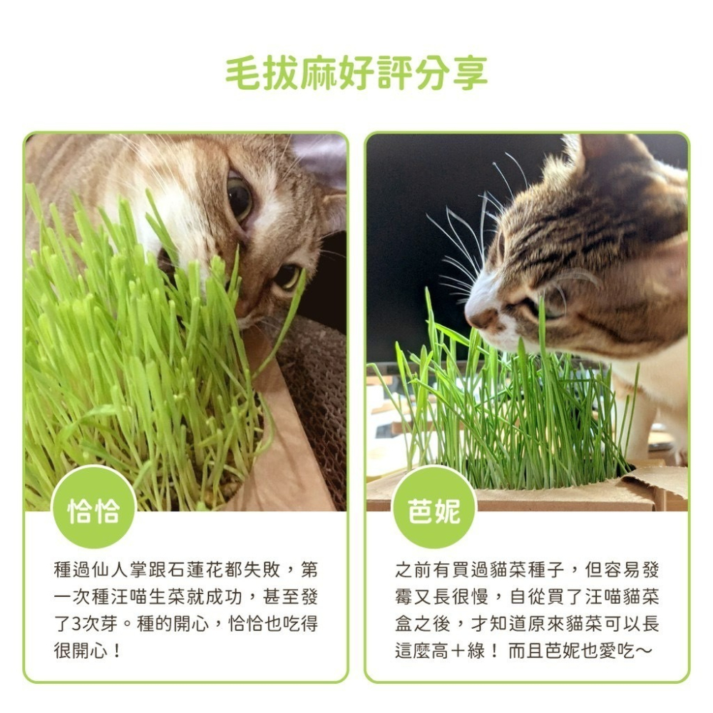 【喵的咧選物】貓草新鮮栽培盒 汪喵生菜 小麥草盒 化毛 補充天然維生素-細節圖6