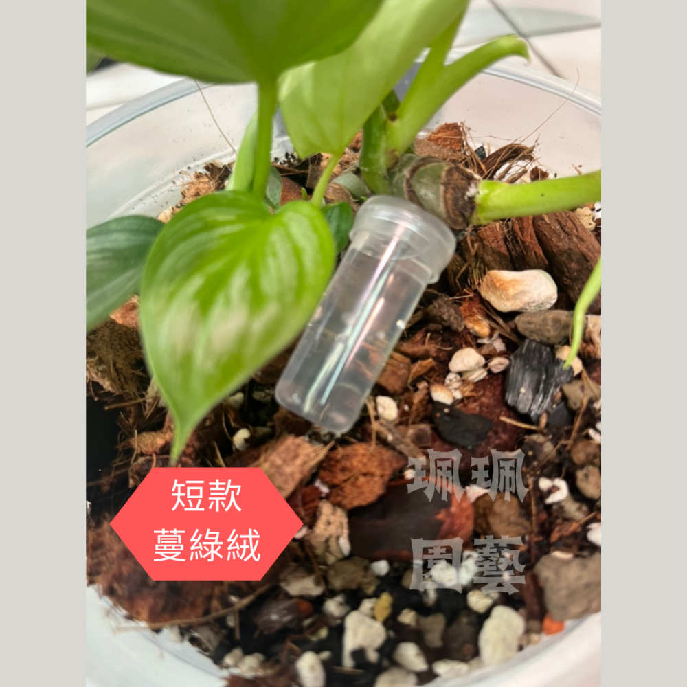 珮珮園藝 現貨 量價優惠🌺鮮花保鮮管 切花保鮮管 植物養根管 玫瑰管 繡球管 蘭花管 單支花 透明管 水管 插花-細節圖4