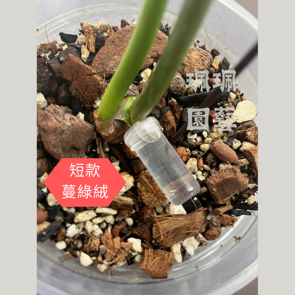 珮珮園藝 現貨 量價優惠🌺鮮花保鮮管 切花保鮮管 植物養根管 玫瑰管 繡球管 蘭花管 單支花 透明管 水管 插花-細節圖5