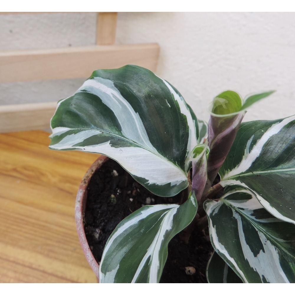 白油畫 竹芋 觀葉植物 熱帶雨林 3吋盆【含盆寄】-細節圖2