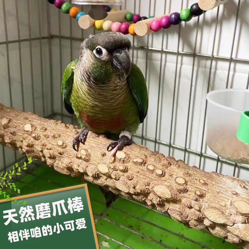 (30公分/雙頭螺絲) 花椒木站桿 鸚鵡磨爪棒 虎皮 牡丹 玄鳳 小太陽 棲息桿 護足 鸚鵡 玩具用品-細節圖2