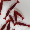 極火蝦 玫瑰蝦 高級飼料-規格圖2