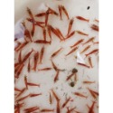 極火蝦 玫瑰蝦 高級飼料-規格圖2