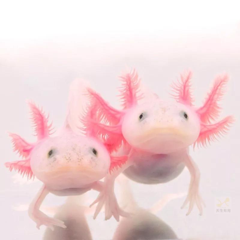 [現貨]高夠力 六角恐龍飼料 小粒 30g 沉水性 適合5~12cm的六角恐龍-細節圖6