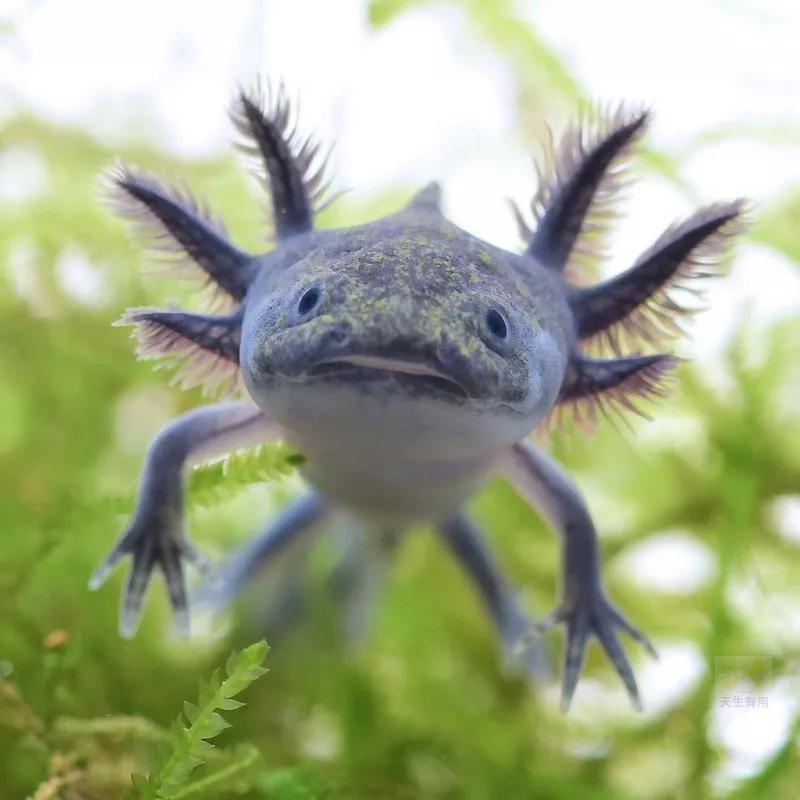 [現貨]高夠力 六角恐龍飼料 小粒 30g 沉水性 適合5~12cm的六角恐龍-細節圖7