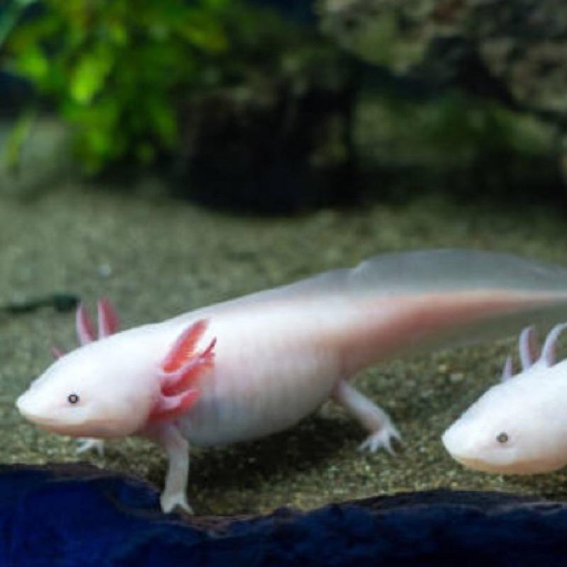 [現貨]高夠力 六角恐龍飼料 小粒 30g 沉水性 適合5~12cm的六角恐龍-細節圖8