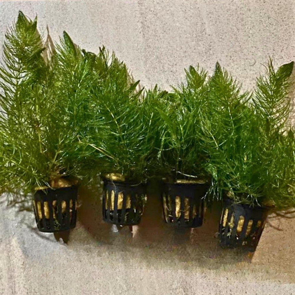 [現貨]水蘊草 金魚藻 大包裝 促銷 水族造景裝飾 不需CO2 不需加溫 超好養 金魚草 鬥魚 孔雀魚-細節圖2