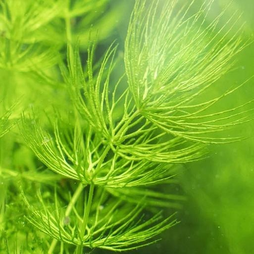 [現貨]水蘊草 金魚藻 大包裝 促銷 水族造景裝飾 不需CO2 不需加溫 超好養 金魚草 鬥魚 孔雀魚-細節圖3