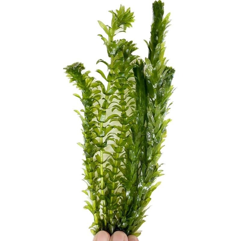 [現貨]水蘊草 金魚藻 大包裝 促銷 水族造景裝飾 不需CO2 不需加溫 超好養 金魚草 鬥魚 孔雀魚-細節圖4