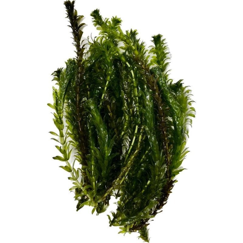 [現貨]水蘊草 金魚藻 大包裝 促銷 水族造景裝飾 不需CO2 不需加溫 超好養 金魚草 鬥魚 孔雀魚-細節圖5
