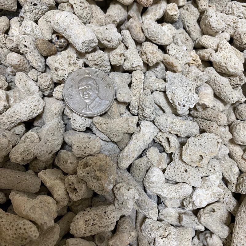 [現貨] 珊瑚骨/珊瑚砂 0-6號 增加KH 穩定水質 底材 貝殼砂 水族 園藝 裝飾 培菌 過濾 砂 珊瑚 海水缸-細節圖8