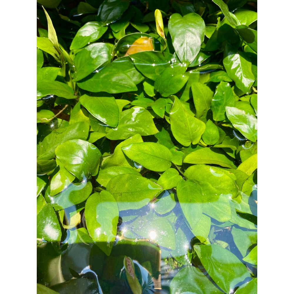 🌿水草🌿 黃金小榕  黃金榕 淨化水質 陰性水草 前景草 鬥魚缸 孔雀魚 生態魚缸-細節圖2