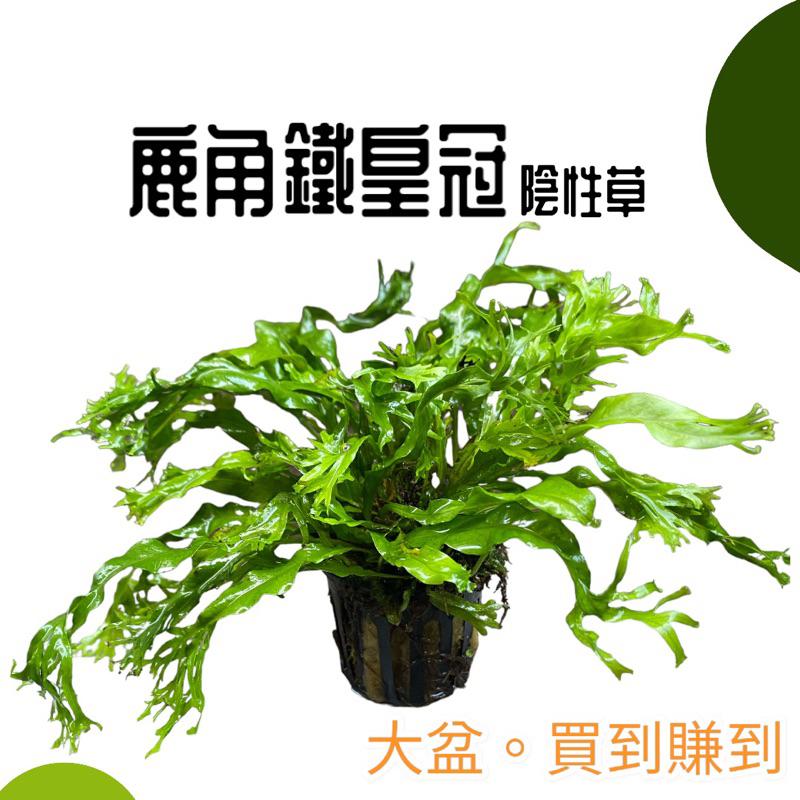 🌿水草🌿 鐵皇冠 f.t 鹿角鐵皇冠 十字鐵皇冠 超大盆 可分株 陰性草 好養-細節圖6