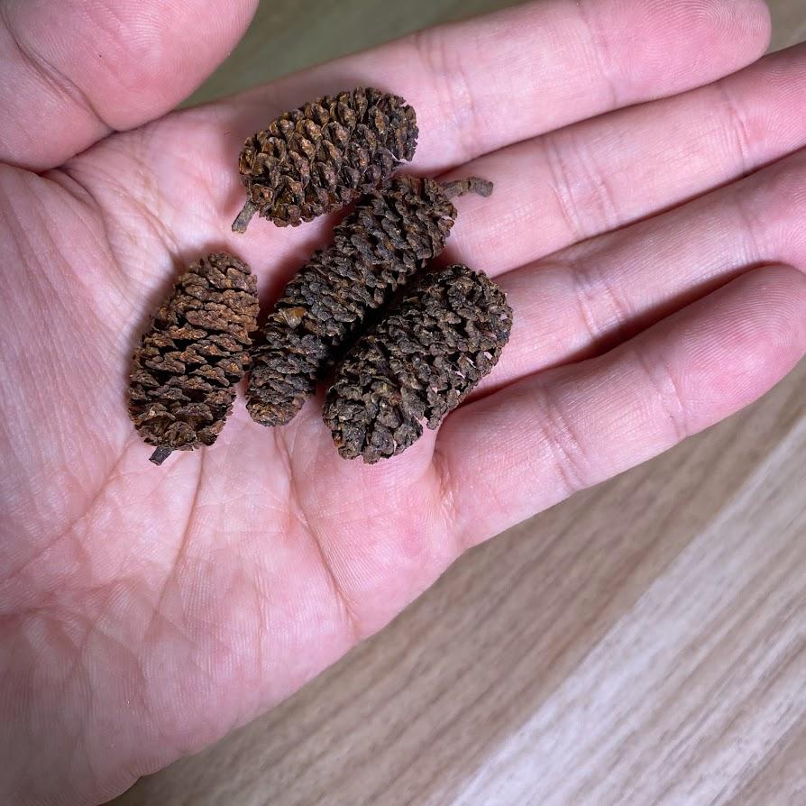 [現貨] SERA 長生果生物濾材散裝 1入 降酸 草缸.熱帶魚適用 酸化水質 天然植物 可當過濾材料 鬥魚可用-細節圖2