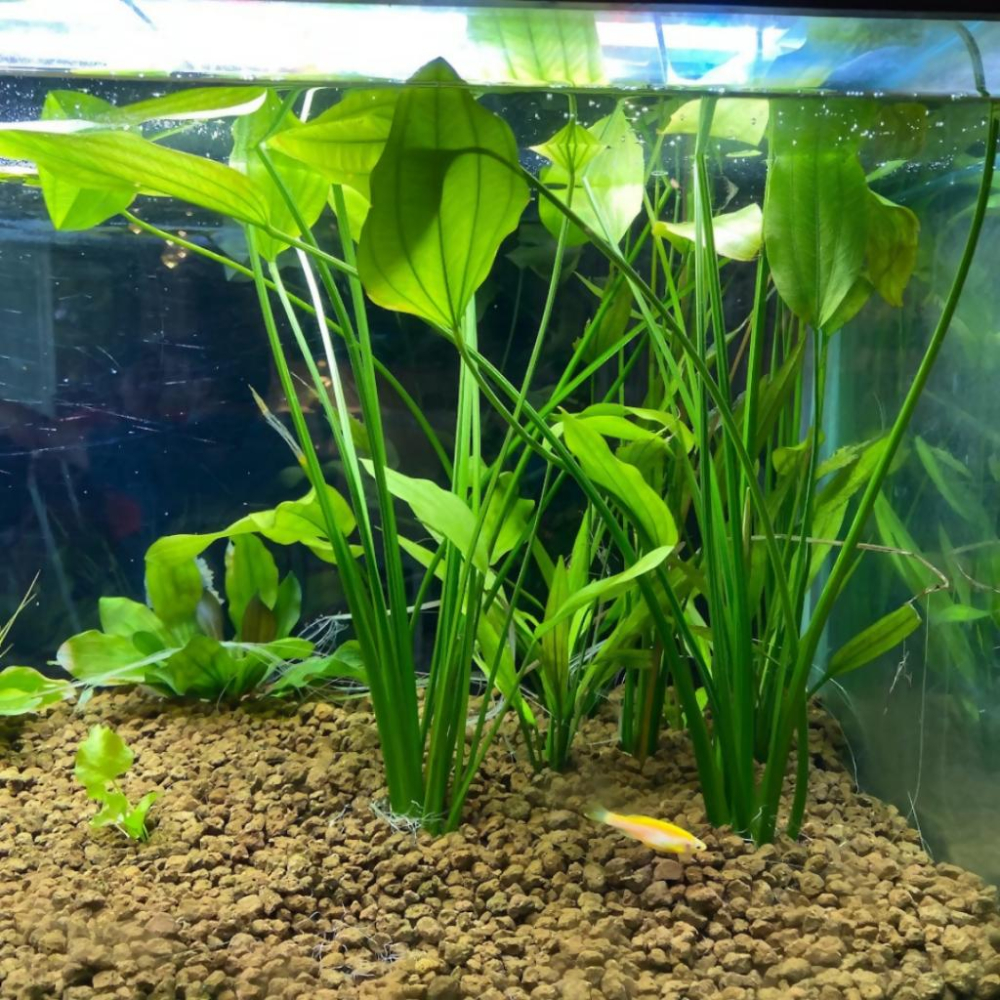🌿水草🌿 小海帆 挺水植物 水上葉 新手級 不需CO2 陰性草 超好養-細節圖3