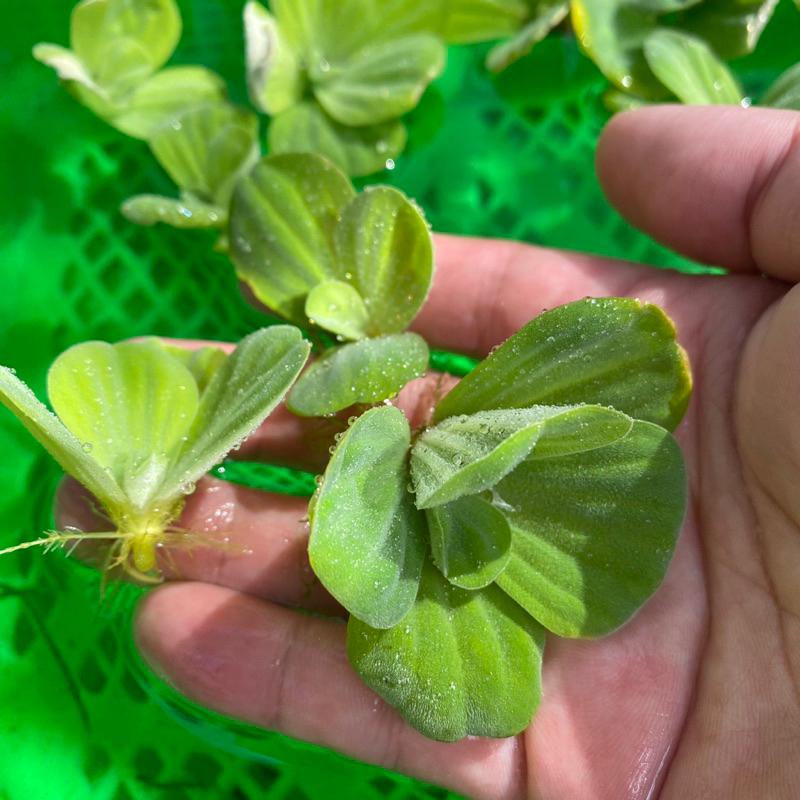 [現貨] 迷你 水芙蓉 3-5cm浮水植物 生態缸 水質淨化 吸附雜質 水族 水草 鬥魚缸 孔雀魚缸適用-細節圖2