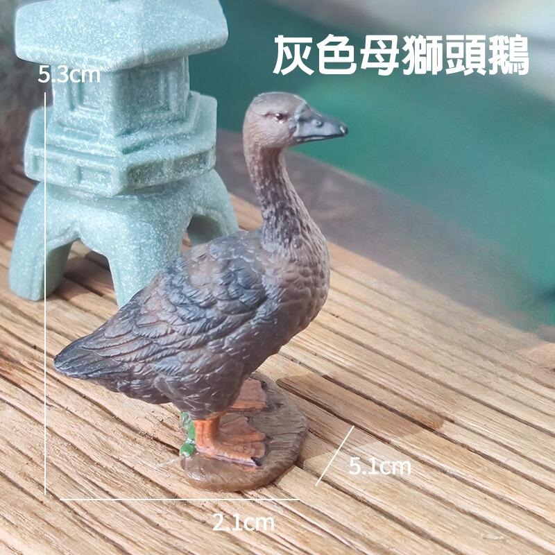 [現貨] 水族裝飾 獅頭鵝 公仔 世界最大鵝種  動物公仔 鵝鵝鵝 多肉植物 缸邊 庭院裝飾 桌面小物-細節圖4