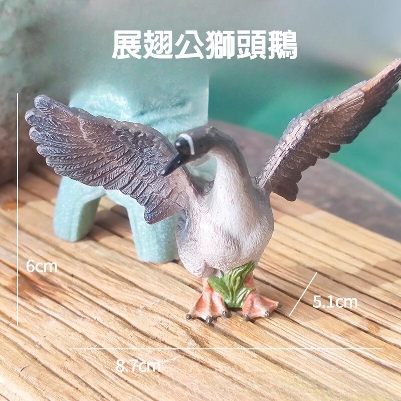 [現貨] 水族裝飾 獅頭鵝 公仔 世界最大鵝種  動物公仔 鵝鵝鵝 多肉植物 缸邊 庭院裝飾 桌面小物-細節圖5