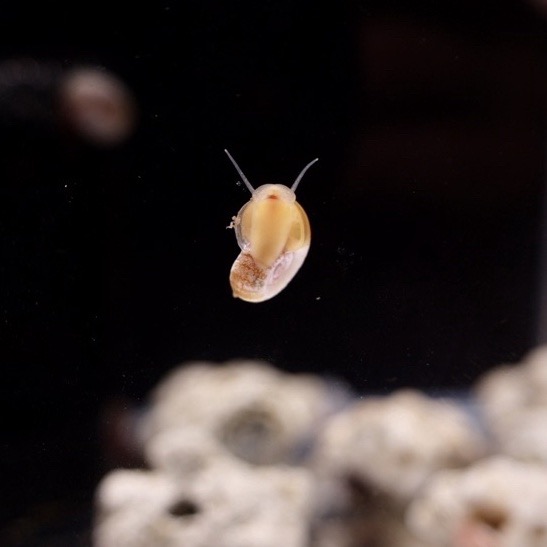 現貨試水螺 飼料|紅蘋果螺｜藍蘋果螺｜紫斑蘋果螺 飼料 螯蝦飼料狗頭 紫斑飼料 活釣餌 除藻 除青苔 食藻螺-細節圖2