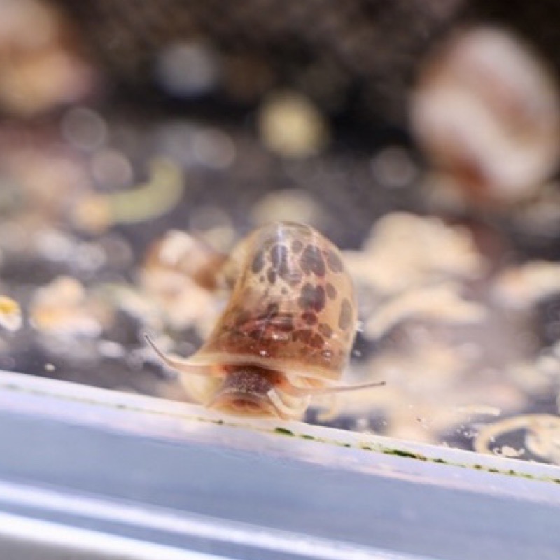 現貨試水螺 飼料|紅蘋果螺｜藍蘋果螺｜紫斑蘋果螺 飼料 螯蝦飼料狗頭 紫斑飼料 活釣餌 除藻 除青苔 食藻螺-細節圖3