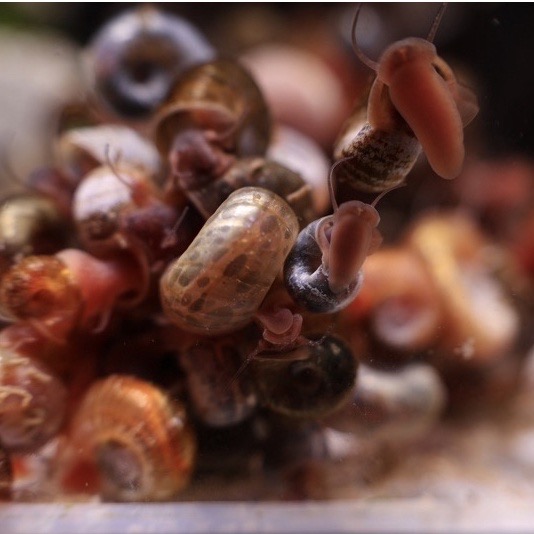 現貨試水螺 飼料|紅蘋果螺｜藍蘋果螺｜紫斑蘋果螺 飼料 螯蝦飼料狗頭 紫斑飼料 活釣餌 除藻 除青苔 食藻螺-細節圖4