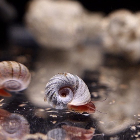 現貨試水螺 飼料|紅蘋果螺｜藍蘋果螺｜紫斑蘋果螺 飼料 螯蝦飼料狗頭 紫斑飼料 活釣餌 除藻 除青苔 食藻螺-細節圖5