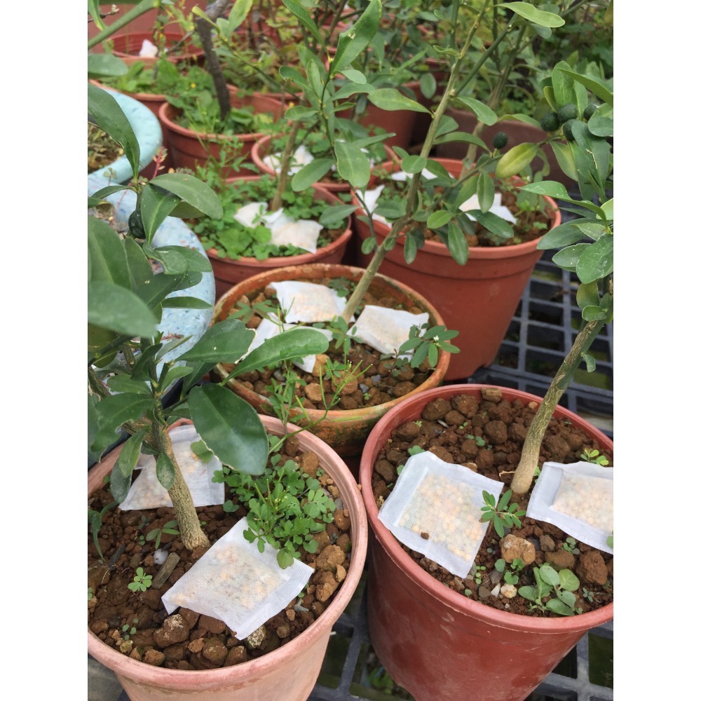 790全效奧綠肥12-14個月一般肥（小茶包裝）-細節圖2