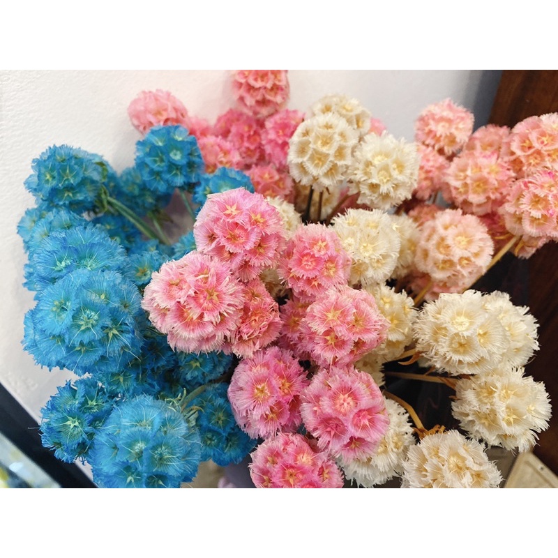 現貨🔺風車果 松蟲果 乾燥花 永生花 DIY花材 玻璃罩 材料 拍照道具 花束 居家裝飾-細節圖3