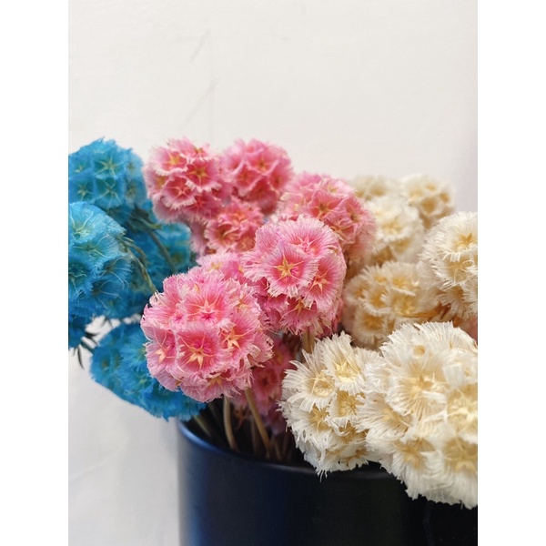 現貨🔺風車果 松蟲果 乾燥花 永生花 DIY花材 玻璃罩 材料 拍照道具 花束 居家裝飾-細節圖4