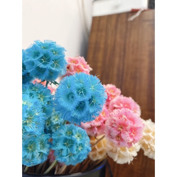 現貨🔺風車果 松蟲果 乾燥花 永生花 DIY花材 玻璃罩 材料 拍照道具 花束 居家裝飾-細節圖5