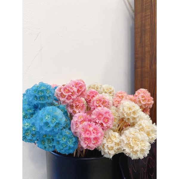 現貨🔺風車果 松蟲果 乾燥花 永生花 DIY花材 玻璃罩 材料 拍照道具 花束 居家裝飾-細節圖7