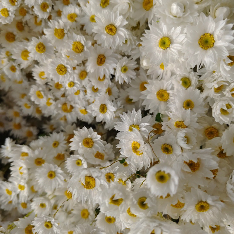 現貨🔺大把批發價 法國白梅 80～100個花頭 魯丹鳥 乾燥花 不凋花 花束 DIY 拍攝道具 花圈 手作花 小白梅-細節圖4