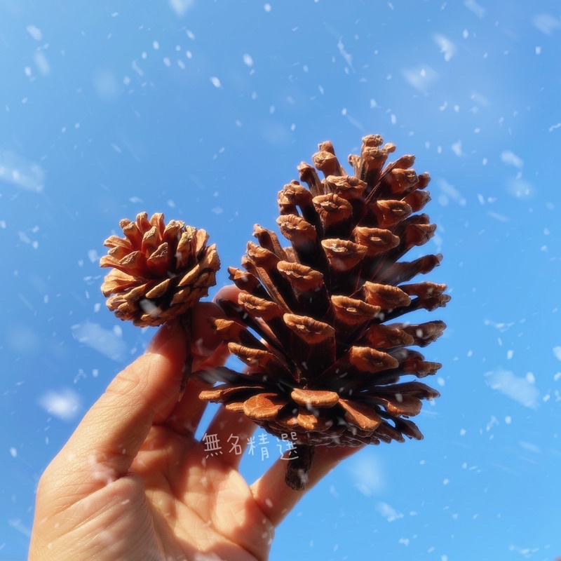 現貨🔺 綜合松果 果實 DIY 拍照道具 落葉松 大松花 小毬果 松花 玫瑰杉松 擺攤道具 花圈佈置 花圈材料 藤蔓花圈-細節圖2