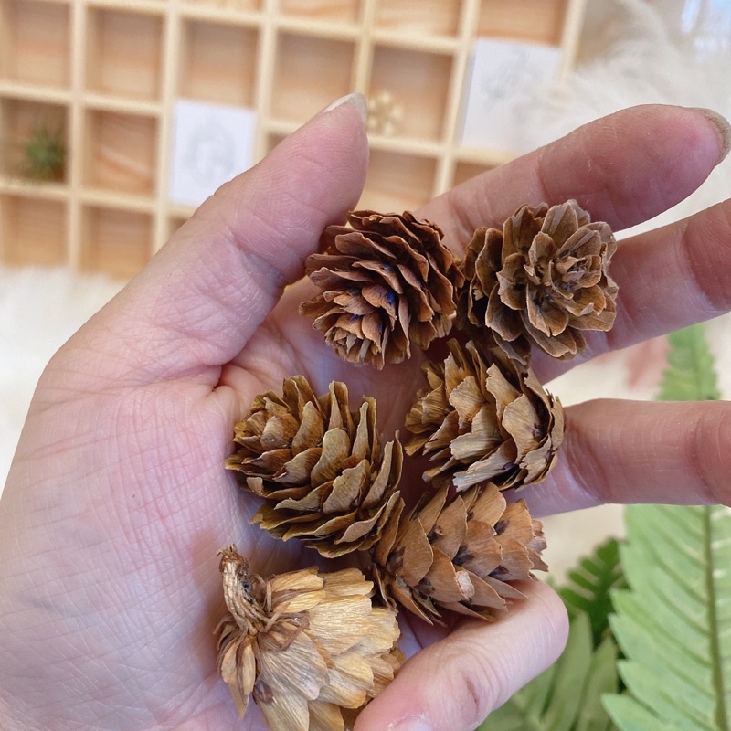現貨🔺 綜合松果 果實 DIY 拍照道具 落葉松 大松花 小毬果 松花 玫瑰杉松 擺攤道具 花圈佈置 花圈材料 藤蔓花圈-細節圖4