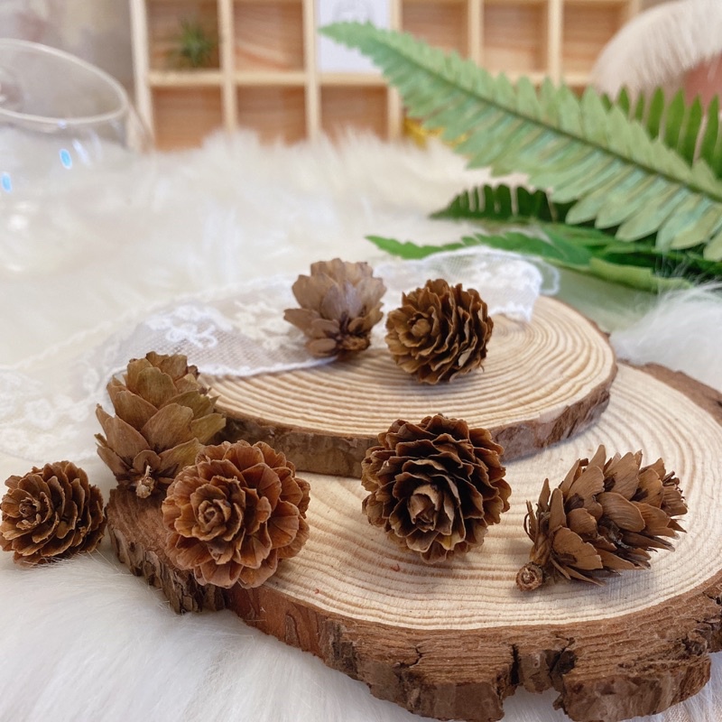 現貨🔺 綜合松果 果實 DIY 拍照道具 落葉松 大松花 小毬果 松花 玫瑰杉松 擺攤道具 花圈佈置 花圈材料 藤蔓花圈-細節圖6