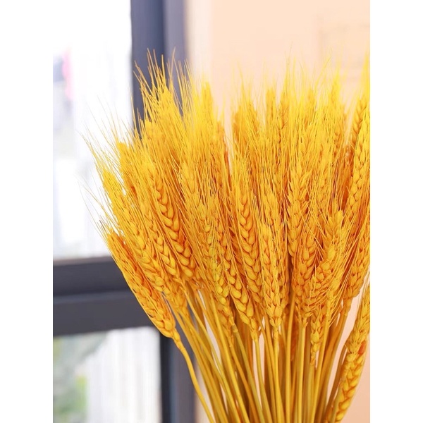 現貨🔺小麥乾燥花 乾燥稻穗 花材 永生花 花束 DIY乾燥花 拍照道具-細節圖6