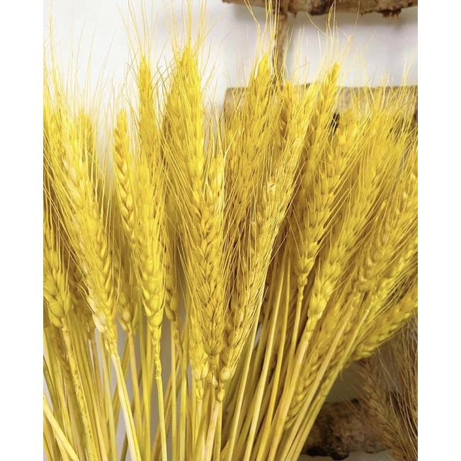 現貨🔺小麥乾燥花 乾燥稻穗 花材 永生花 花束 DIY乾燥花 拍照道具-細節圖7
