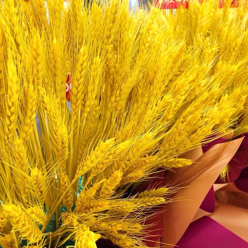 現貨🔺小麥乾燥花 乾燥稻穗 花材 永生花 花束 DIY乾燥花 拍照道具-細節圖8