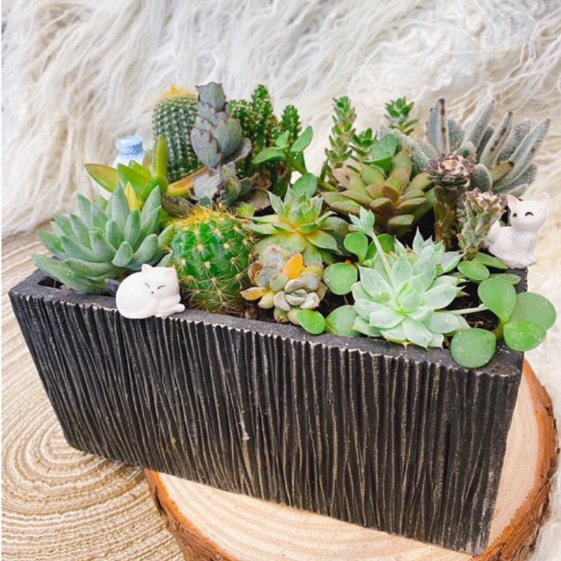 原創｜現貨 成品-爆盆綜合多肉盆栽(大)/開幕祝賀盆栽/韓式多肉植物組盆/韓風多肉仙人掌-細節圖3