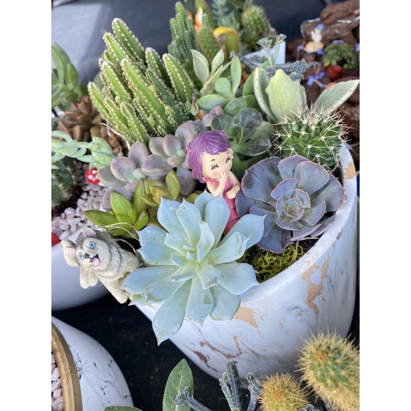 原創｜現貨-大理石多肉盆栽(大) 多肉 /開幕祝賀盆栽/店內擺飾/多肉植物/ins拍照道具背景/療癒盆栽/室內植物/綠化-細節圖3