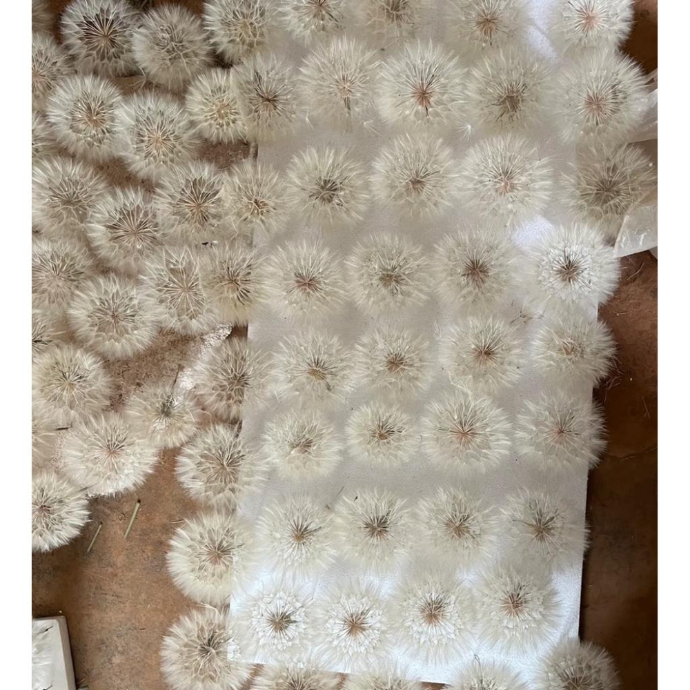 現貨🔺精品罐裝蒲公英｜4–5cm大朵｜永恆蒲公英｜乾燥花擺飾｜質感小物｜療癒系桌面植物｜開運禮物｜乾燥花 永生花 花盅-細節圖6