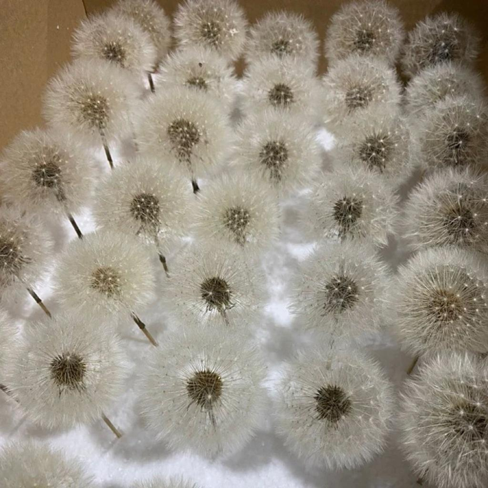 現貨🔺精品罐裝蒲公英｜4–5cm大朵｜永恆蒲公英｜乾燥花擺飾｜質感小物｜療癒系桌面植物｜開運禮物｜乾燥花 永生花 花盅-細節圖7