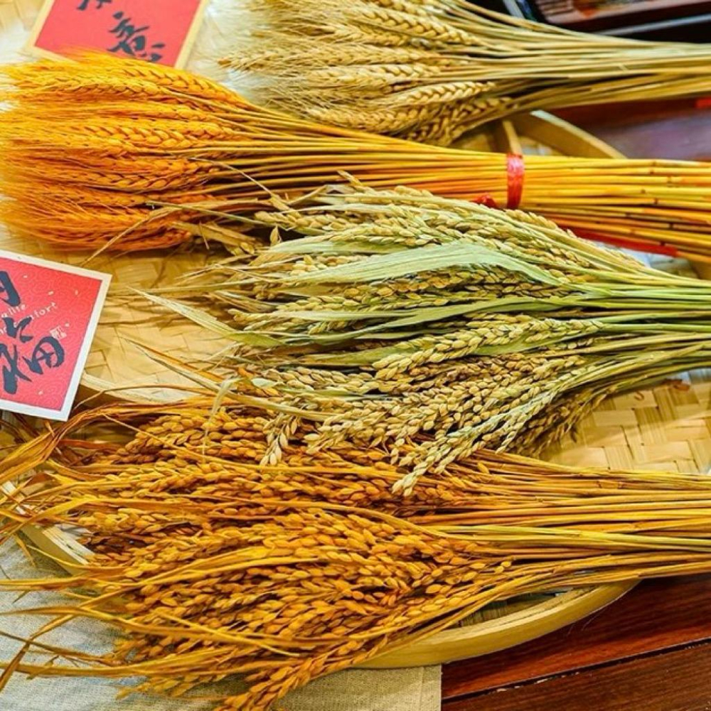 現貨🔺【批發價】一把100支／穀物乾燥花｜小麥乾燥花｜稻穗乾燥花 水稻 天然花材 手作花藝 拍照背景 婚禮裝飾 拍攝擺飾-細節圖4