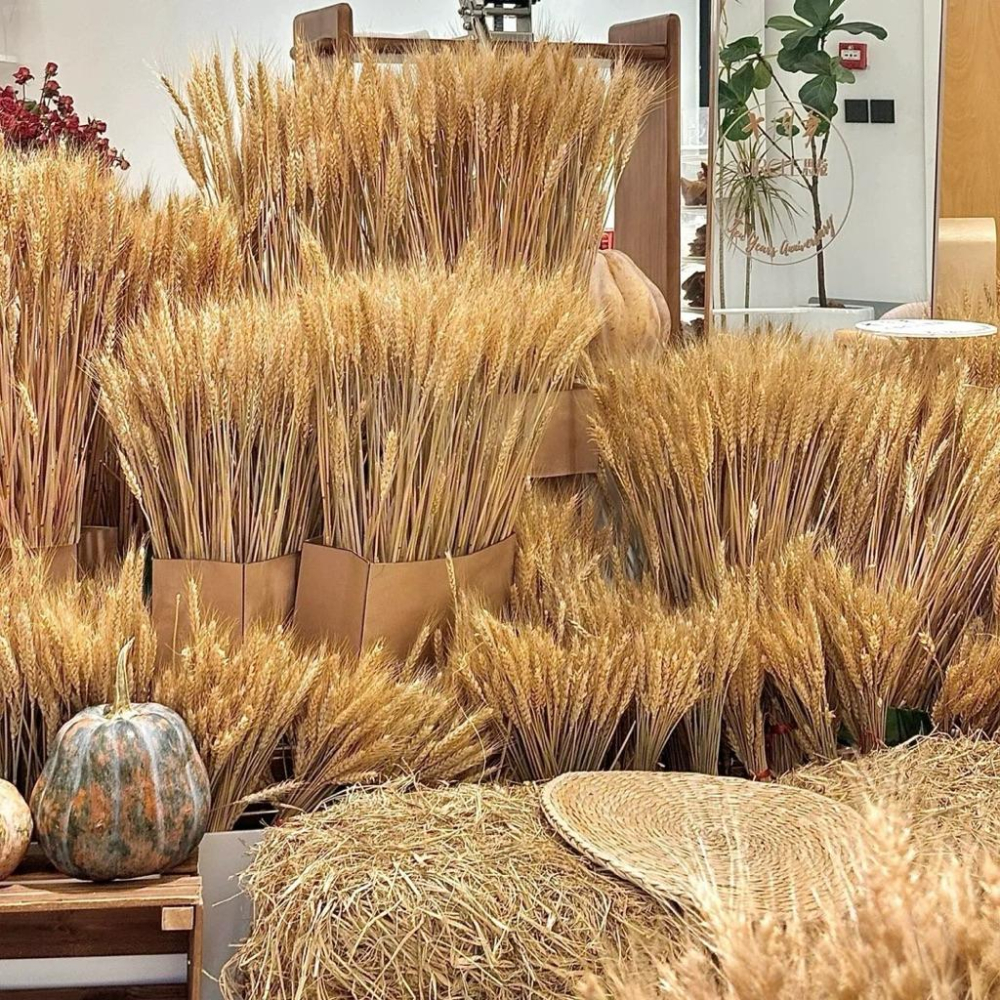 現貨🔺【批發價】一把100支／穀物乾燥花｜小麥乾燥花｜稻穗乾燥花 水稻 天然花材 手作花藝 拍照背景 婚禮裝飾 拍攝擺飾-細節圖6