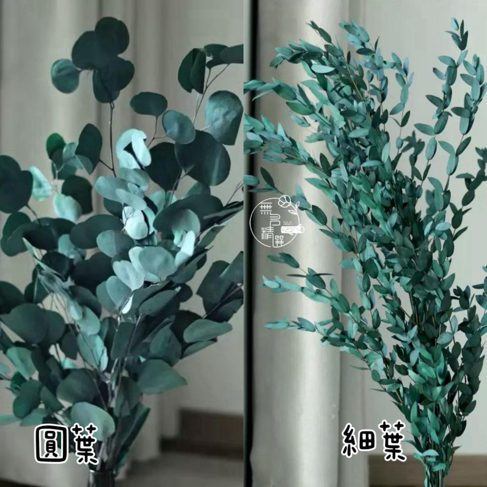 現貨🔺【永生花】染色尤加利｜永生花材 仿真尤加利葉 圓葉／細葉 插花材料 居家佈置 拍攝花藝道具 永生風花材 乾燥花-細節圖4